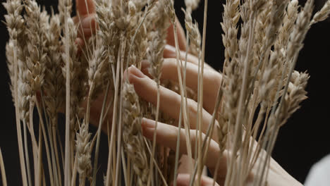 Person-touching-wheat