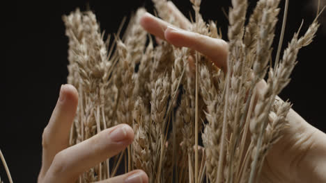 Person-touching-wheat