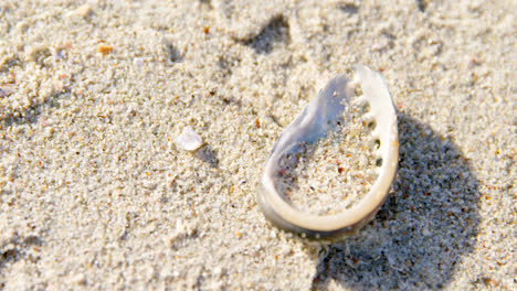 Close-up-of-seashell-at-beach-on-a-sunny-day-4k