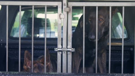 Schäferhund-Sitzt-Im-Käfig-4k