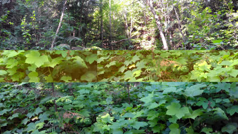 Jäger-Mit-Gewehr-Beim-Wandern-Im-Wald-4k