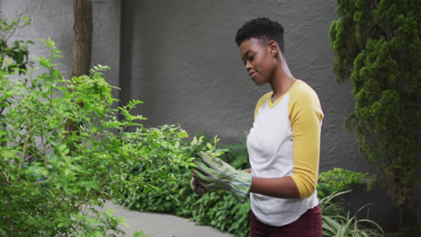 African-american-woman-wearing-gardening-gloves-cutting-leaves-of-plants-in-the-garden