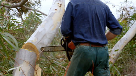 Lumberjack-with-chainsaw-cutting-tree-trunk-in-forest-4k