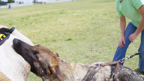 Trainer-Trainiert-Einen-Schäferhund-Auf-Dem-Feld-4k