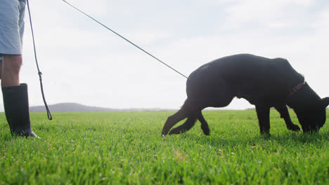 Schäferhund-Geht-Mit-Seinem-Besitzer-Auf-Dem-Bauernhof-Spazieren-4k