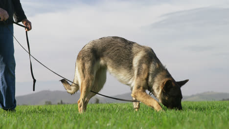 Shepherd-dog-walking-with-his-owner-in-the-farm-4k