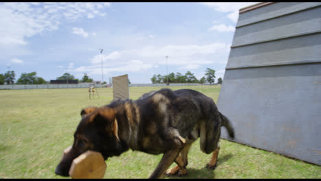 Trainer-training-the-shepherd-dog-in-the-field-4k