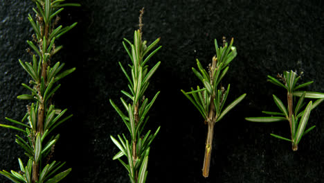 Rosemary-on-black-background-4k