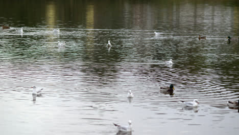 Ducks-swimming-in-the-water