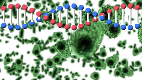 Animation-of-dna-strand-rotating-over-covid-cells-and-blood-cells-on-white-background