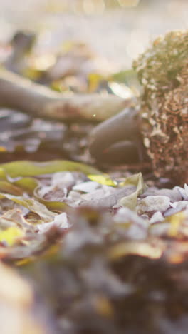 Eine-Nahaufnahme-Von-Bunten-Herbstblättern-Auf-Dem-Boden,-Mit-Kopierraum