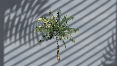 Animación-De-Palmera-Sobre-Hojas-Y-Sombra-De-Ventana-Sobre-Fondo-Gris