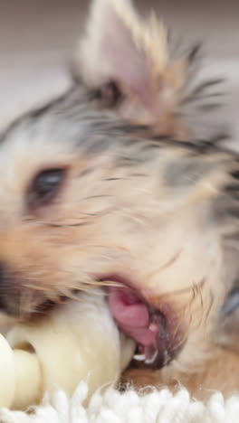 Lindo-Cachorro-De-Yorkshire-Terrier-Masticando-Un-Hueso