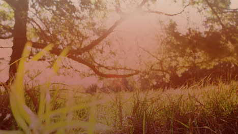 Video-of-grass-and-trees-with-glowing-light-on-sunny-day