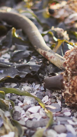 Seashells-and-seaweed-scatter-across-a-pebbled-beach