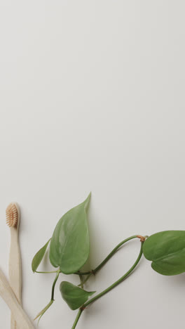 Vertical-video-of-close-up-of-toothbrushes,-plants-and-copy-space-on-white-background