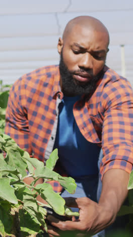 Video-of-african-american-man-checking-plants-in-greenhouse