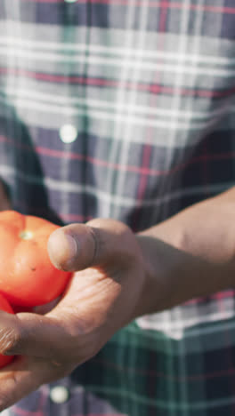 Video-of-happy-african-american-man-holding-tomatoes