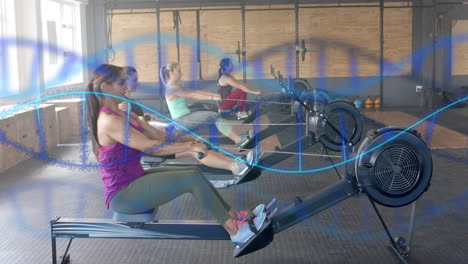 Animation-of-dna-strands-over-diverse-women-training-on-rowing-machines-at-gym