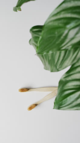 Vertical-video-of-leaves-and-toothbrushes-on-white-background-with-copy-space