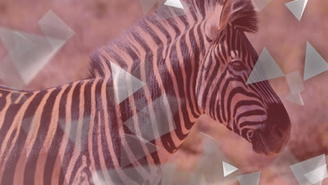 Animation-of-shapes-moving-over-zebra