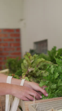 Video-of-caucasian-woman-picking-up-fresh-organic-celery-in-grocery-shop