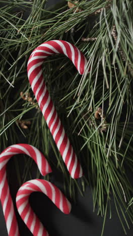 Vertical-video-of-christmas-candy-canes-and-fir-tree-branches-background