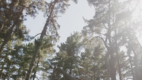 General-view-of-forest-with-trees,-grass-and-sunlight,-slow-motion