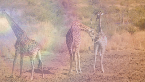 Animation-of-light-spots-over-giraffes