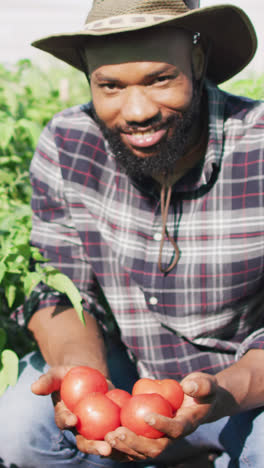 Video-of-happy-african-american-man-holding-tomatoes-in-greenhouse