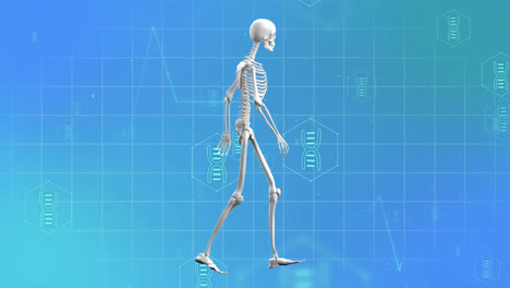 Animation-of-medical-icons-and-skeleton-walking-on-blue-background