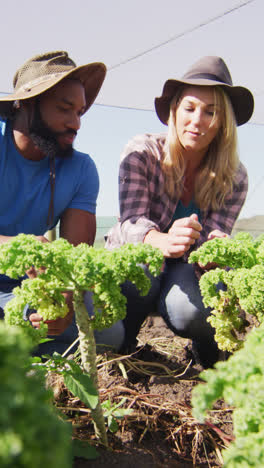 Video-of-happy-diverse-woman-and-man-planting-seedlings-in-greenhouse