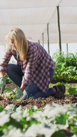 Video-of-caucasian-woman-planting-seedling-in-greenhouse