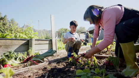 Abuela-Birracial-Mayor-Y-Nieto-Recogiendo-Verduras-En-Un-Jardín-Soleado,-Cámara-Lenta