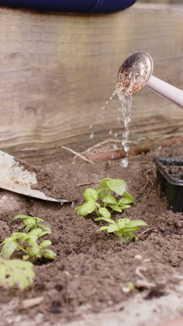 Vertical-video-of-watering-can-gardening-with-copy-space,-slow-motion