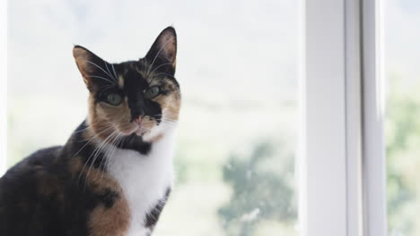 Close-up-of-black-and-brown-pet-cat-sitting-next-to-window-at-home,-slow-motion