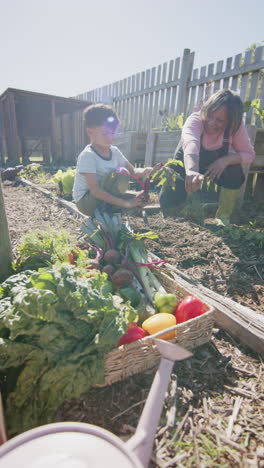 Vertical-video-of-biracial-grandmother-and-grandson-picking-vegetables-in-sunny-garden,-slow-motion