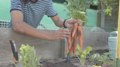 Retrato-De-Un-Hombre-Birracial-Feliz-Trabajando-En-El-Jardín-Y-Recogiendo-Zanahorias,-Cámara-Lenta