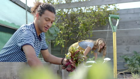 Portrait-of-happy-diverse-couple-working-in-garden-and-picking-beetroots,-slow-motion