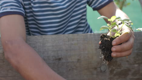 Biracial-man-working-in-garden-and-planting-plants,-slow-motion