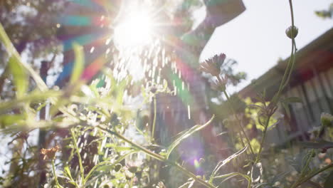 Happy-biracial-senior-couple-watering-plants-in-sunny-garden