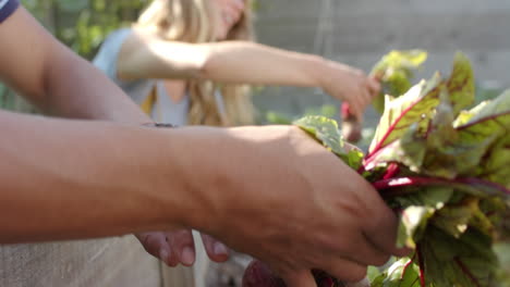 Happy-diverse-couple-working-in-garden-and-picking-beetroots,-slow-motion