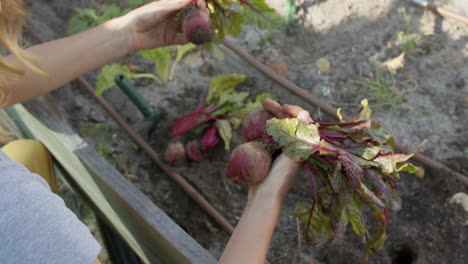 Portrait-of-happy-caucasian-woman-working-in-garden-and-picking-beetroots,-slow-motion