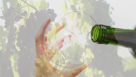 Composite-of-red-wine-being-poured-into-glass-over-vineyard-on-white-background