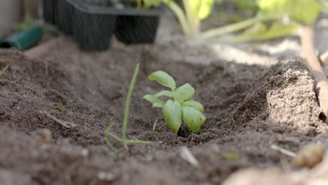 Caucasian-woman-working-in-garden-and-planting-plants,-slow-motion