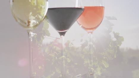 Composite-of-glasses-of-white,-rose-and-red-wine-over-vineyard-background