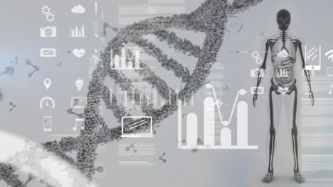 Animación-De-Iconos-Y-Procesamiento-De-Datos-Sobre-Cadena-De-ADN-Y-Modelo-Humano-Sobre-Fondo-Gris.