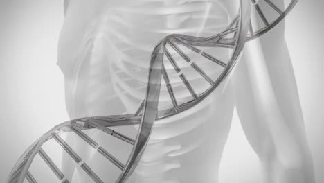 Animation-of-dna-strand-over-digital-human-model-on-white-background