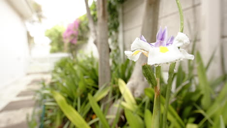 Beautiful-white-and-purple-flower-with-dew-drops-on-petals-among-green-leaves-in-sunny-garden