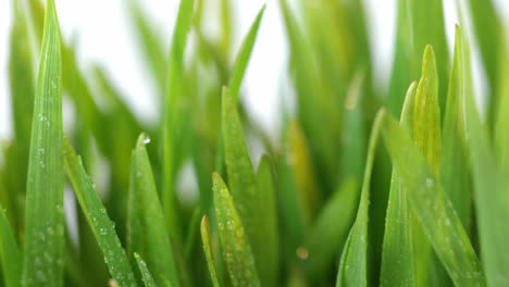 Nahaufnahme-Von-Wassertropfen-Auf-Grünem-Gras